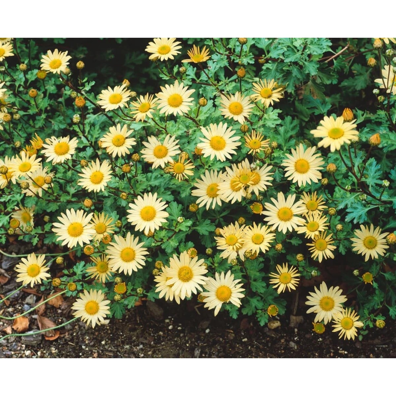 Chrysanthemum Arcticum-Hyb. Schwefelglanz Gartenchrysantheme Ca. 9x9 cm Top günstig online kaufen