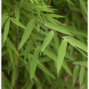 Kugelschnitt Gartenbambus Moontears 25-30cm - Fargesia speciosa