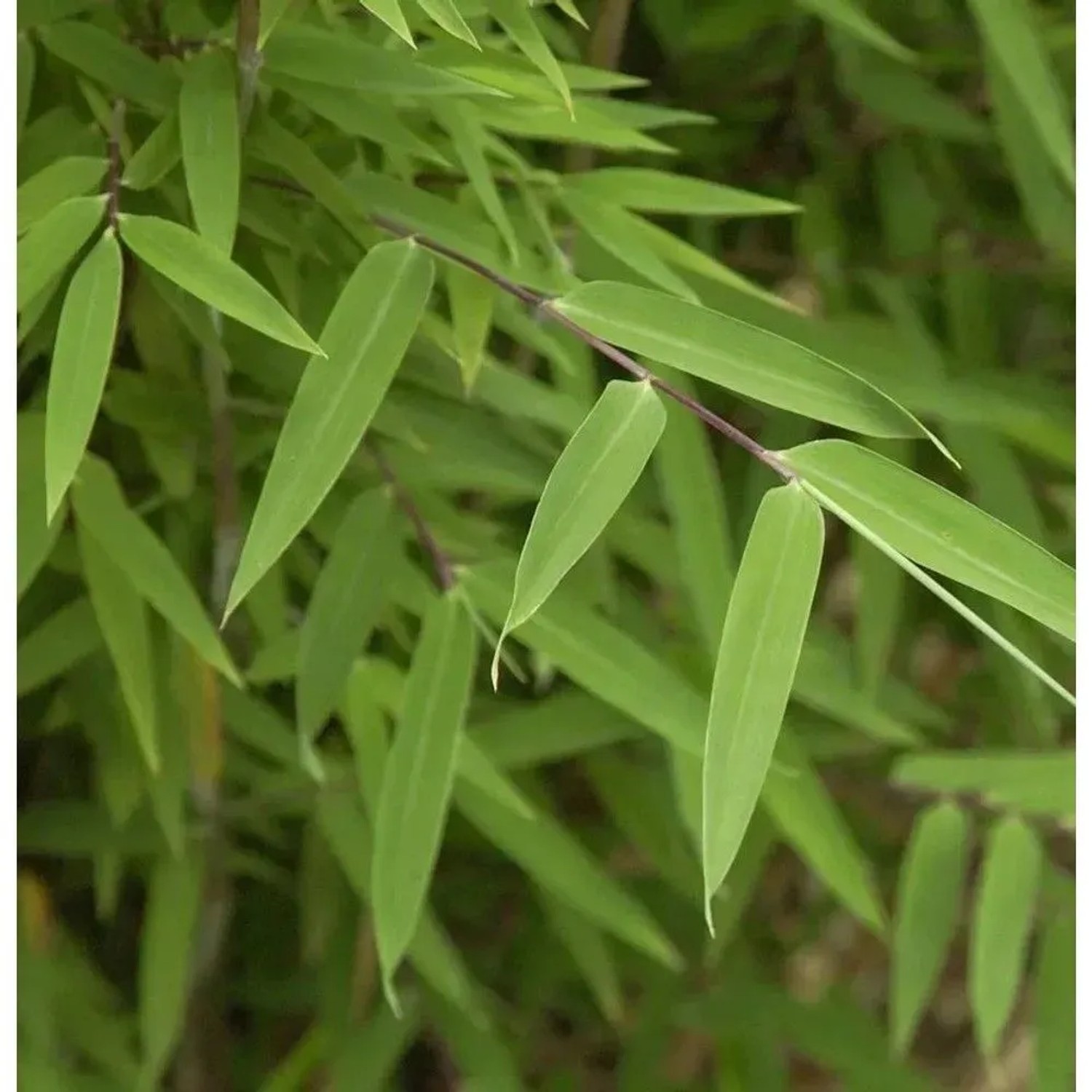 Kugelschnitt Gartenbambus Moontears 25-30cm - Fargesia speciosa