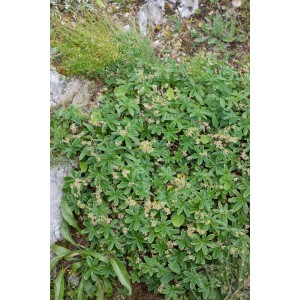 Zwerg-Frauenmantel (Alchemilla Faeroensis) im 9x9 cm Topf, grüne Blätter und gelbgrüne Blüten.