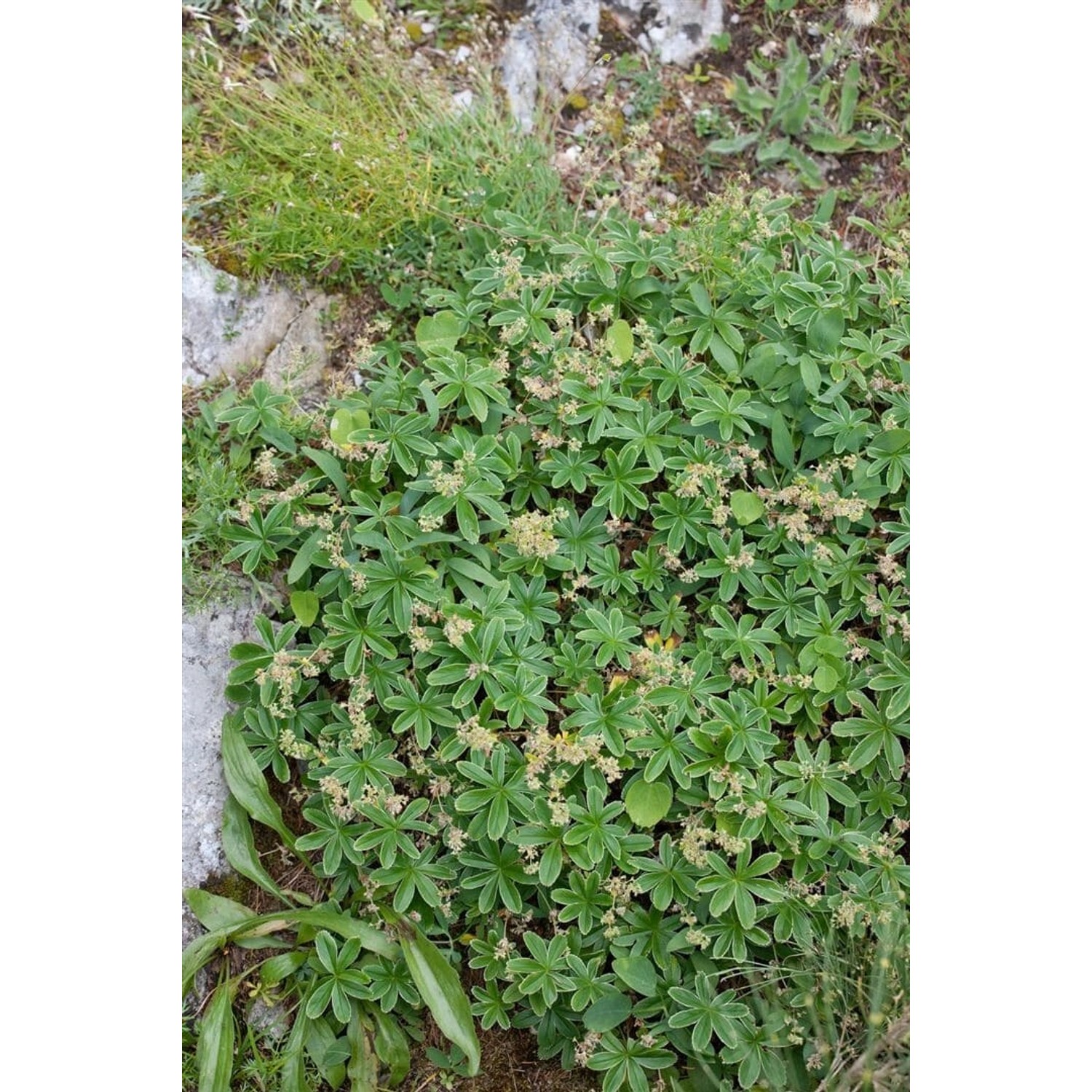 Alchemilla Faeroensis Var.pumila Ca. 9x9 cm Topf günstig online kaufen