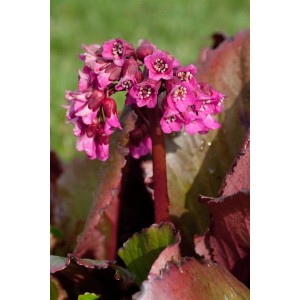 Nahaufnahme der rosa Blüte der Bergenia Cordifolia 'Abendglocken' im Topf.