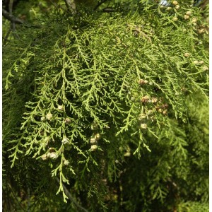 Detailaufnahme der Hänge-Scheinzypresse Intertexta, einem immergrünen Strauch mit filigranen, grünen Blättern.