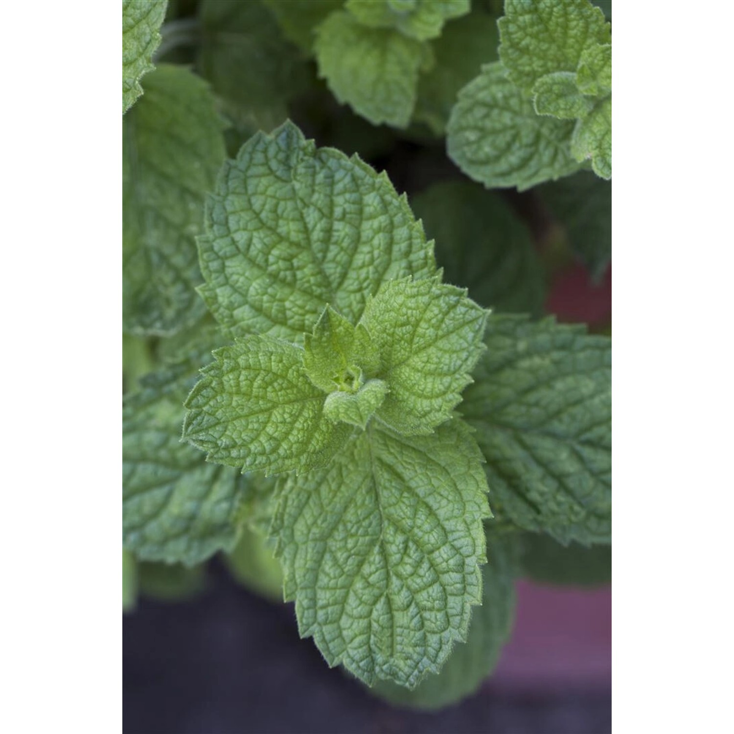 Mentha Suaveolens Apfelminze Ca. 9x9 cm Topf günstig online kaufen