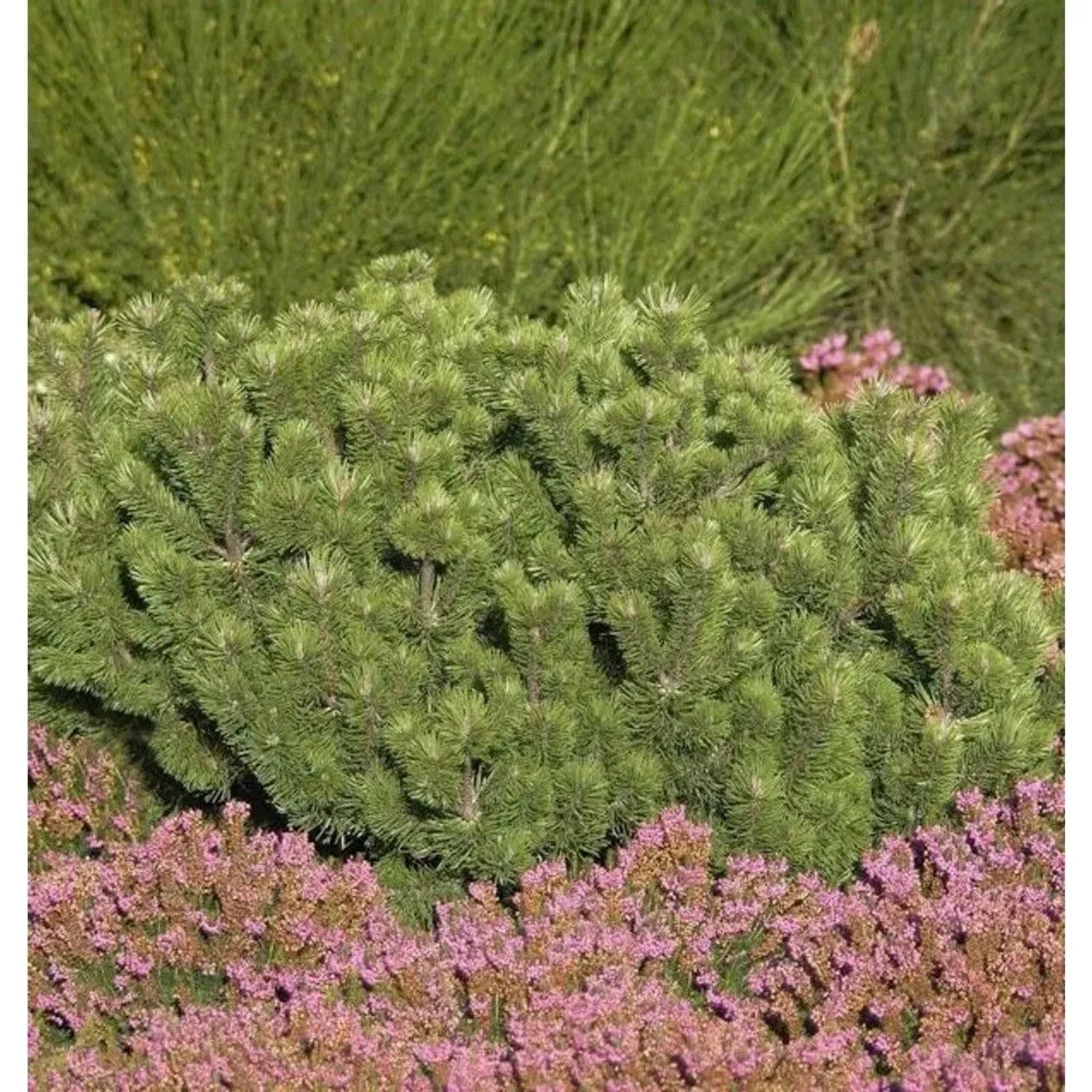 Krummholz Kiefer 15-20cm - Pinus mugo mughus