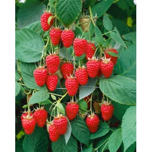 Himbeerstrauch Rubus Idaeus Tulameen mit reifen, roten Früchten und grünen Blättern.