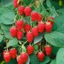 Himbeerstrauch Rubus Idaeus Tulameen mit reifen, roten Früchten und grünen Blättern.