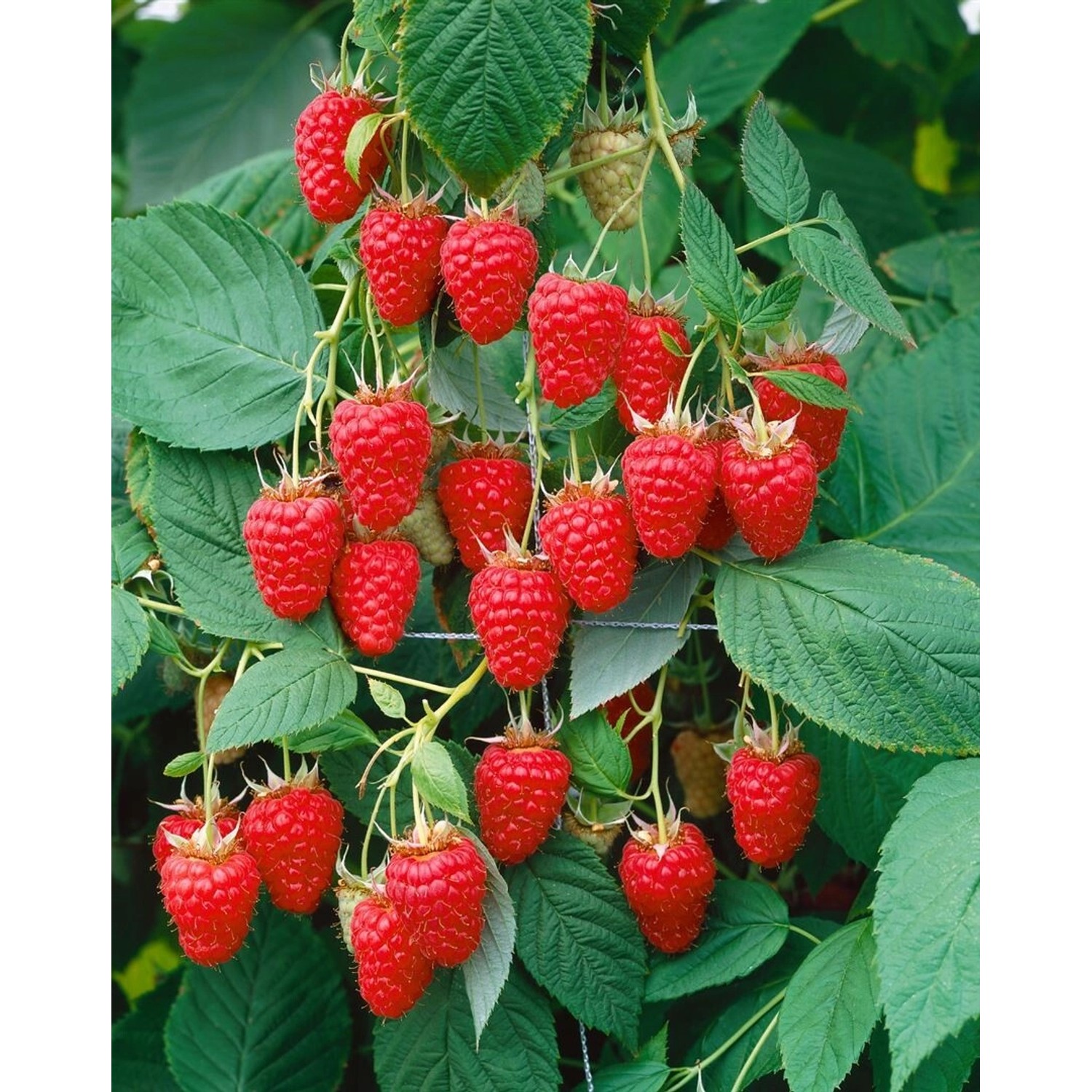 Rubus Idaeus Tulameen Himbeere 30–40 Cm Süß Und Aromatisch günstig online kaufen