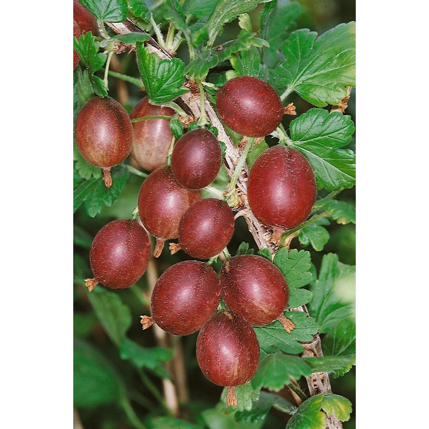Ribes Uva-Crispa Captivator Stachelbeere 30–40 Cm günstig online kaufen