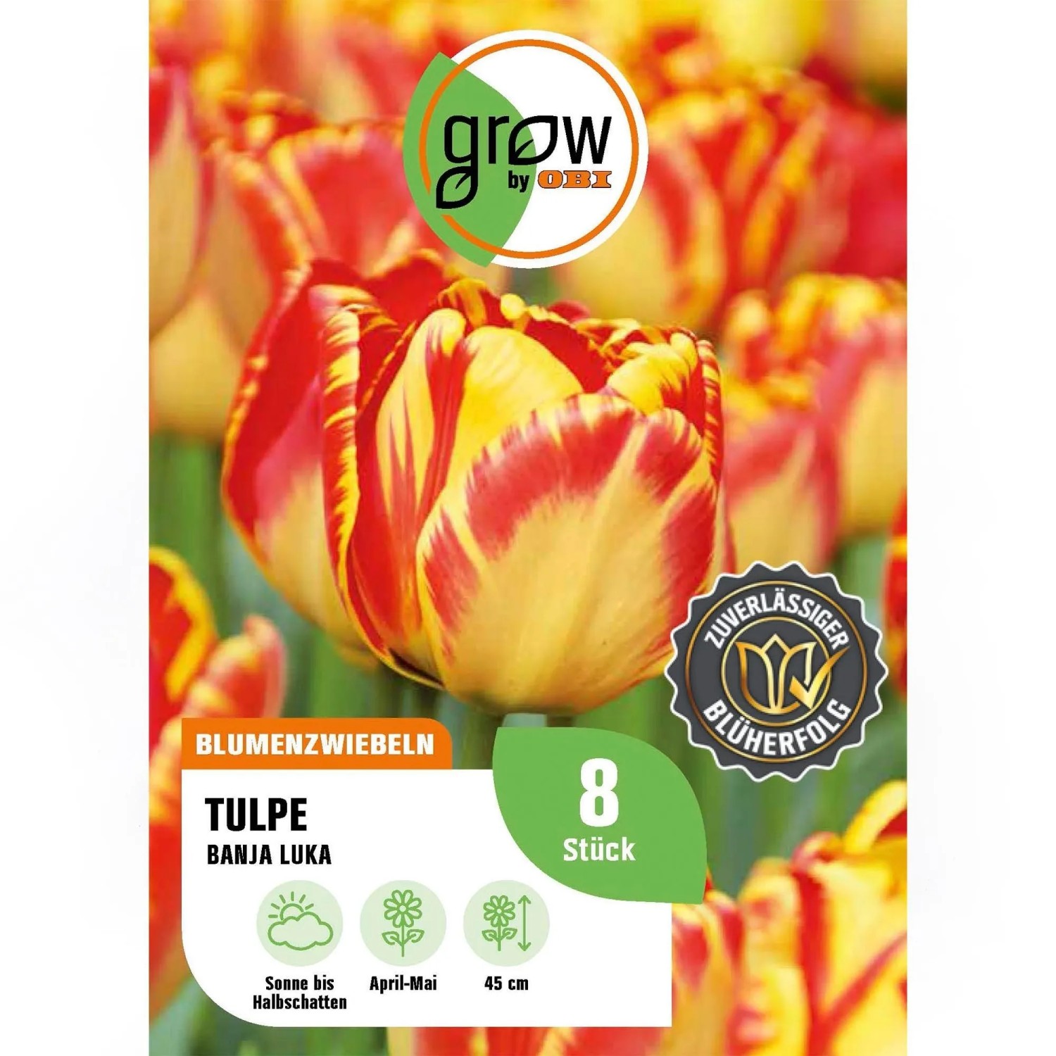 GROW by OBI Tulpen Banja Luka Rot-Gelb 8 Stück Tulipa triumph Washington