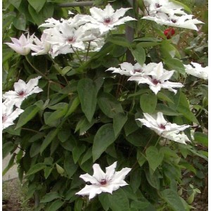 Weiße Clematis 'Tsukiko' Kletterpflanze mit vielen Blüten und grünen Blättern im Garten.
