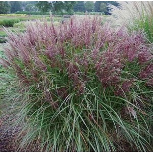 Chinaschilf 'Dread Locks' (Miscanthus sinensis) mit rötlichen Blütenständen im Garten.
