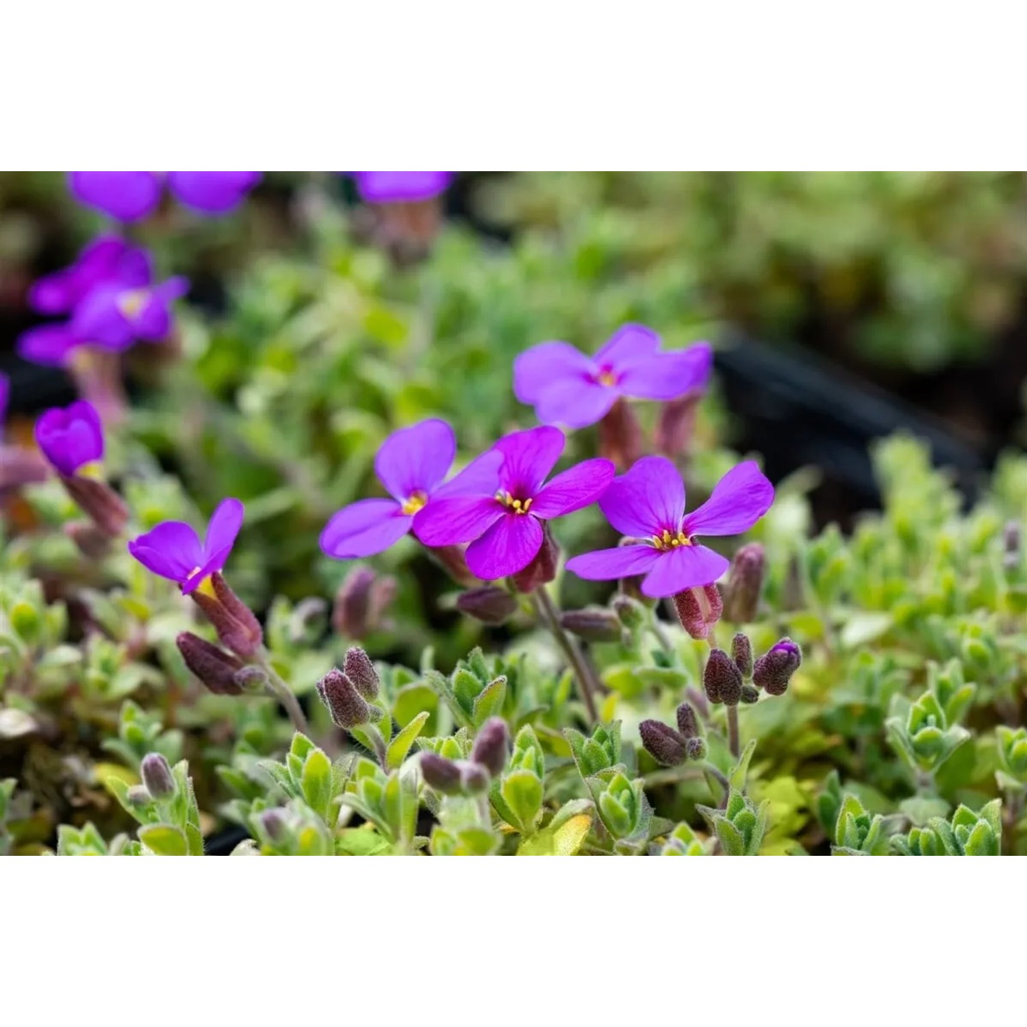 Blaukissen 'Dr Mules Variegated' im 9x9 cm Topf, Staude mit violetten Blüten und panaschiertem Laub.