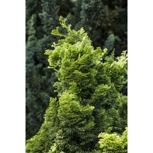 Goldgelbe Hinoki-Scheinzypresse 'Nana Aurea', 100-125 cm, buschiger Strauch für Garten & Kübel.