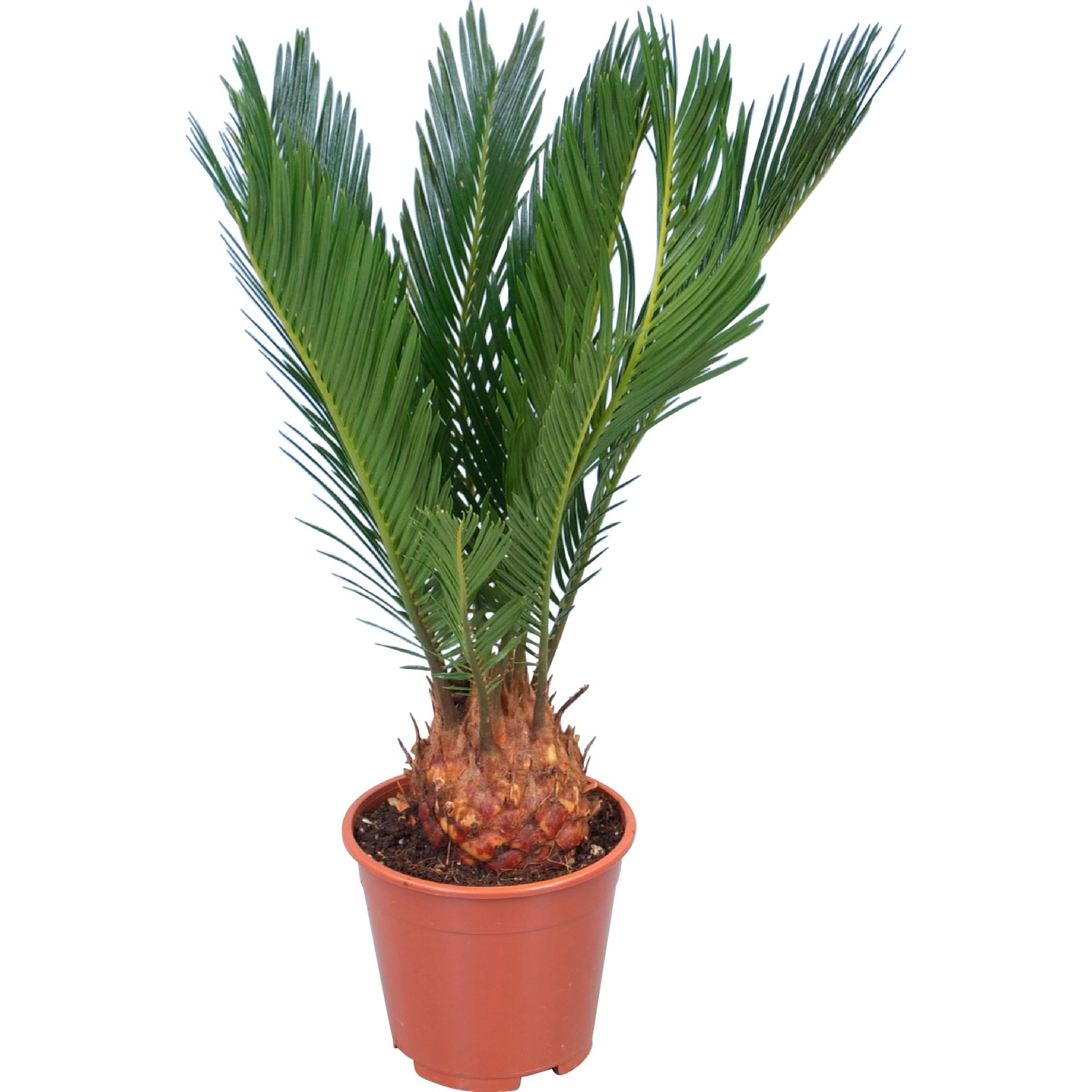 GROW by OBI Palmfarn Höhe ca. 45 cm Topf Ø ca. 12 cm Cycas Revoluta