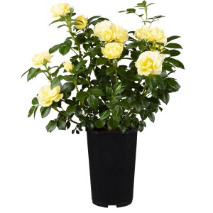 Gelbe Edelrose im Topf, ca. 20-30 cm hoch. Rosa Hybride mit üppigen Blüten.