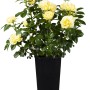 Gelbe Edelrose im Topf, ca. 20-30 cm hoch. Rosa Hybride mit üppigen Blüten.