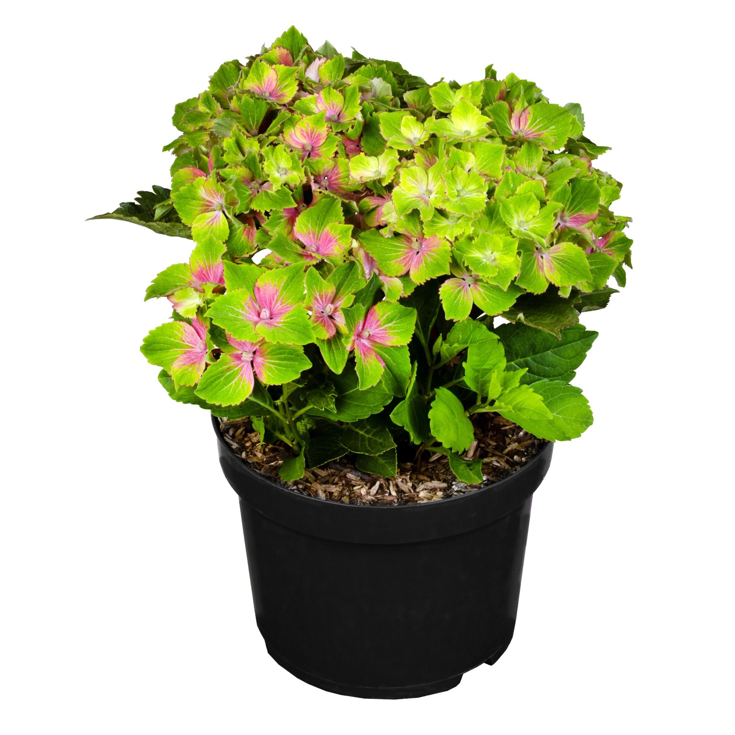 Grow By OBI Hortensie Magical Wings Höhe 40-50 cm Topf 3,5 l