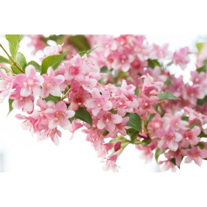 Nahaufnahme der rosa Blüten der Weigelie Rosea, einer Strauchpflanze.