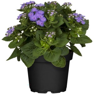Leberbalsam (Ageratum houstonianum) im Topf mit violetten Blüten.
