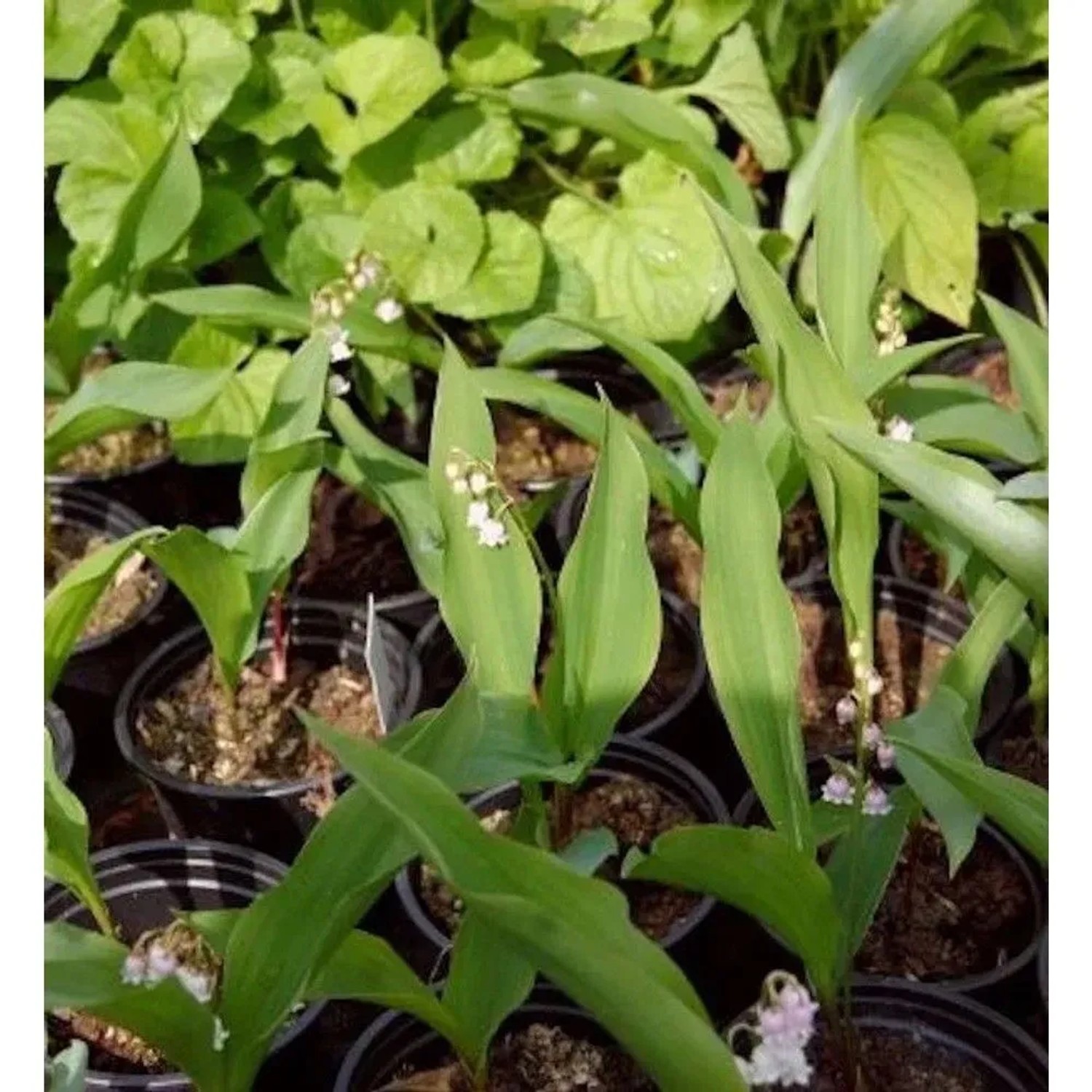 Maiglöckchen Rosea - Convallaria majalis