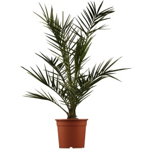 Kanarische Dattelpalme (Phoenix canariensis) im braunen Topf, ca. 65 cm hoch. Exotische Palme für Balkon und Terrasse.