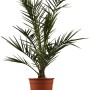 Kanarische Dattelpalme (Phoenix canariensis) im braunen Topf, ca. 65 cm hoch. Exotische Palme für Balkon und Terrasse.