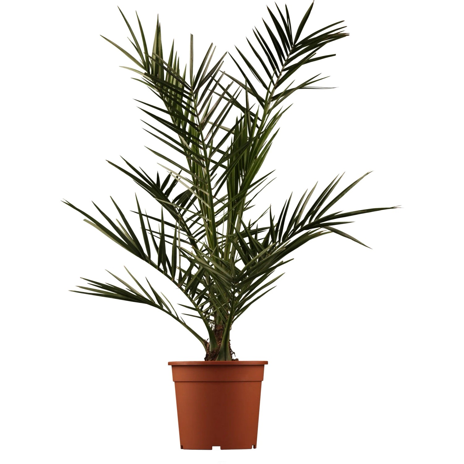 Kanarische Dattelpalme (Phoenix canariensis) im braunen Topf, ca. 65 cm hoch. Exotische Palme für Balkon und Terrasse.