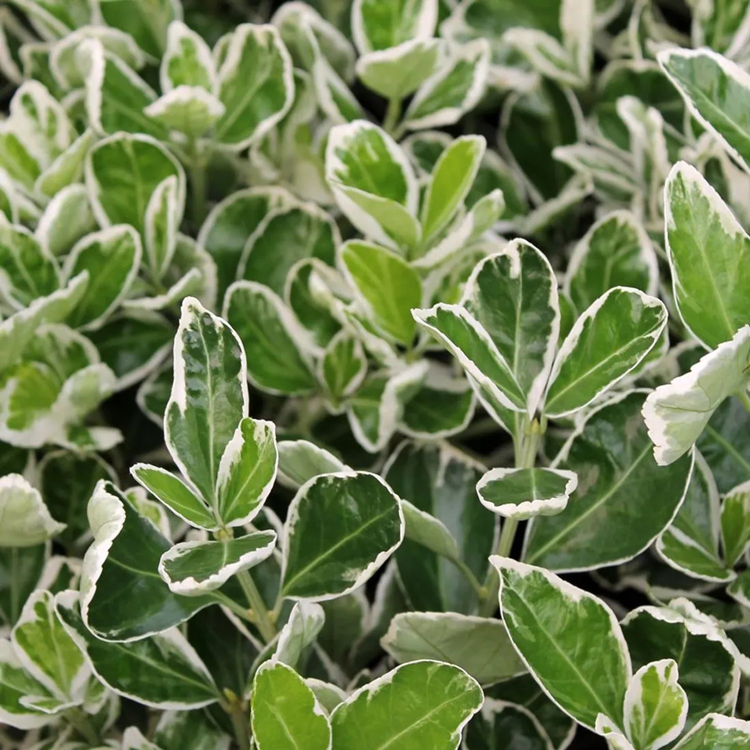 Japanspindel 'Kathy' Euonymus japonicus 20 bis 30 cm im Container Kompakt