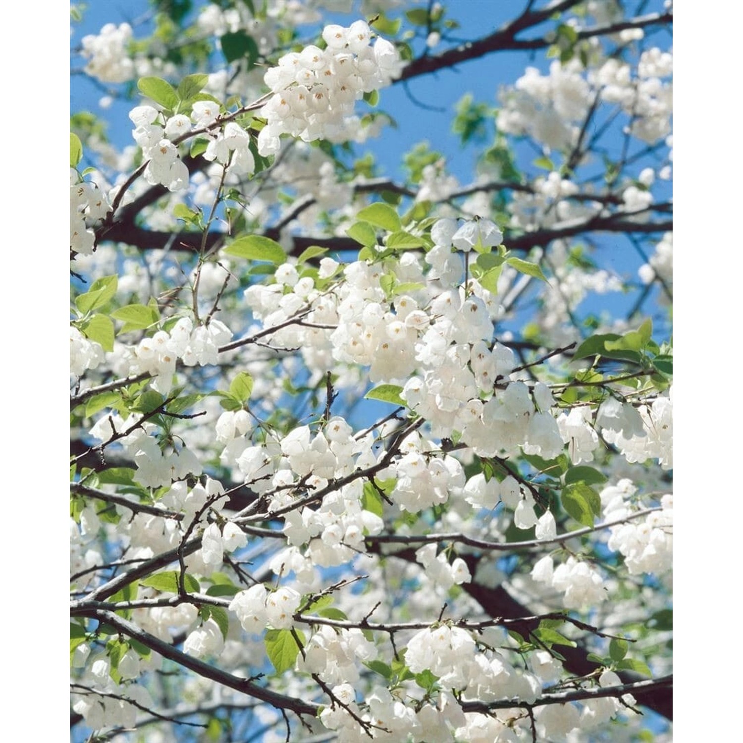 Halesia Carolina Schneeglöckchenbaum 40–60 cm günstig online kaufen
