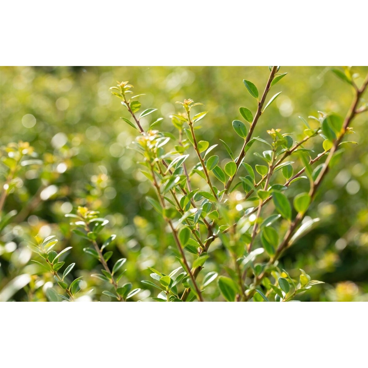 Ilex crenata 'Stokes' 40-60 cm günstig online kaufen