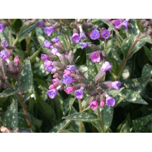 Schmalblättriges Lungenkraut mit blauen und rosa Blüten im 9x9 cm Topf.