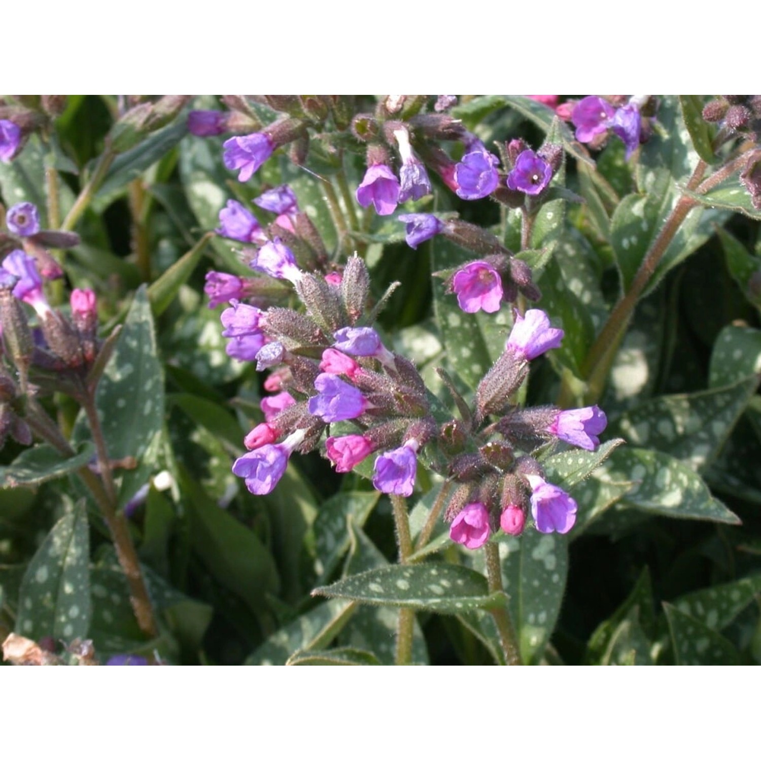 Pulmonaria Longifolia Schmalblättriges Lungenkraut Ca. 9x9 cm Topf günstig online kaufen