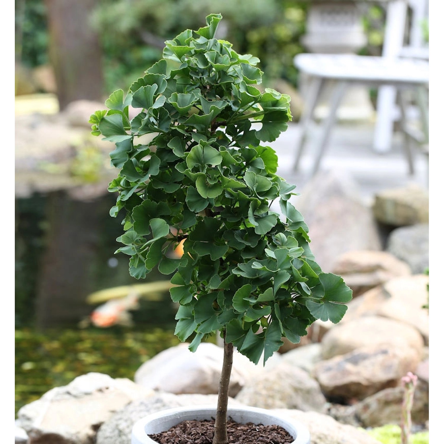 Hochstamm Fächerblattbaum Troll 20-30cm - Ginkgo biloba günstig online kaufen