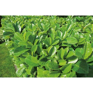 Dichter, grüner Kirschlorbeer Etna als Hecke, ca. 80-100 cm hoch.