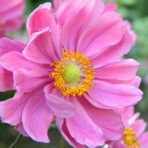 6x Herbst-Anemone 'Serenade' Anemone hybrida Topf 9 cm Tiefrosa Blüten
