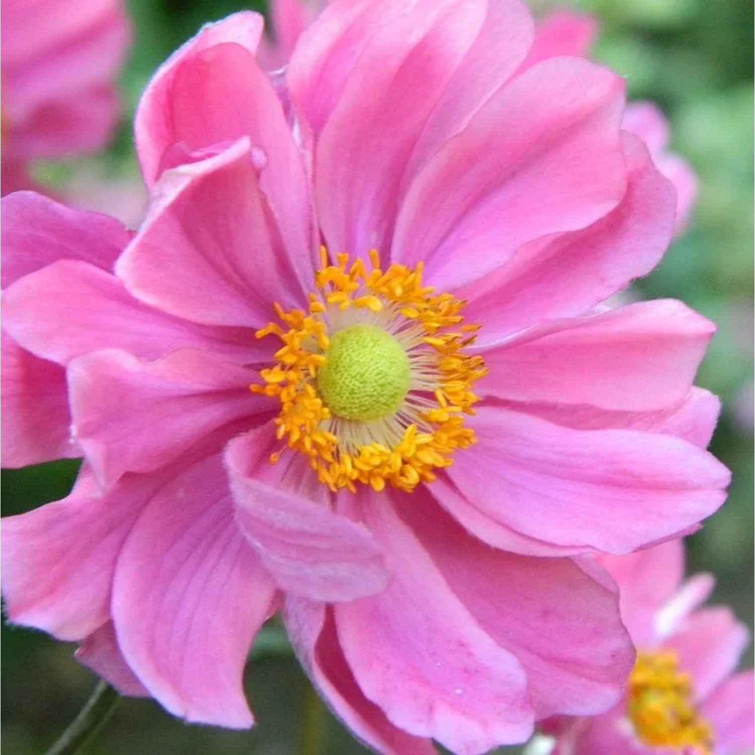 6x Herbst-Anemone 'Serenade' Anemone hybrida Topf 9 cm Tiefrosa Blüten