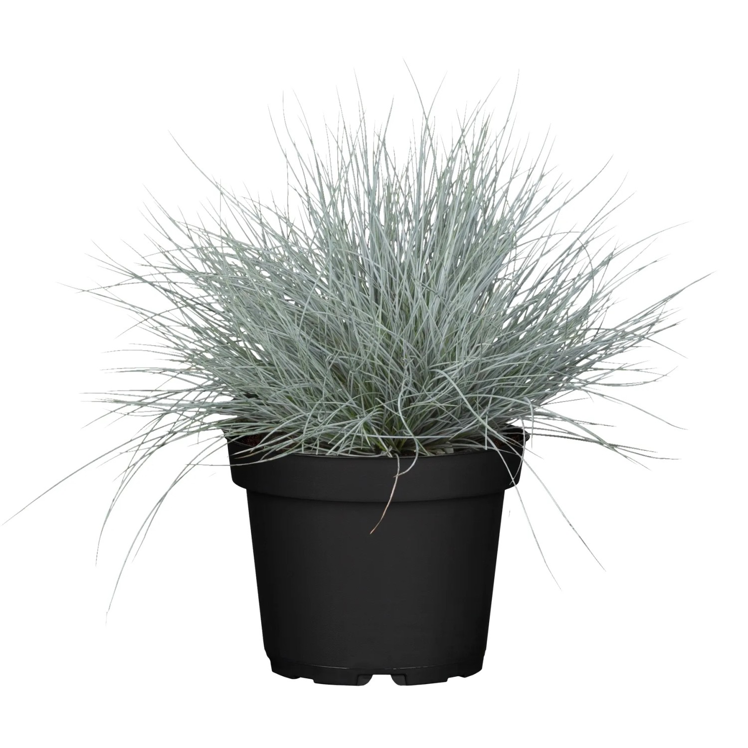 Blauschwingel Festuca glauca Cool as Ice T19