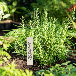Natürlicher Holz-Pflanzenstecker mit 'ROSMARY' in einem Kräuterbeet. Beschreibbares Gartenhilfsmittel für Pflanzen.