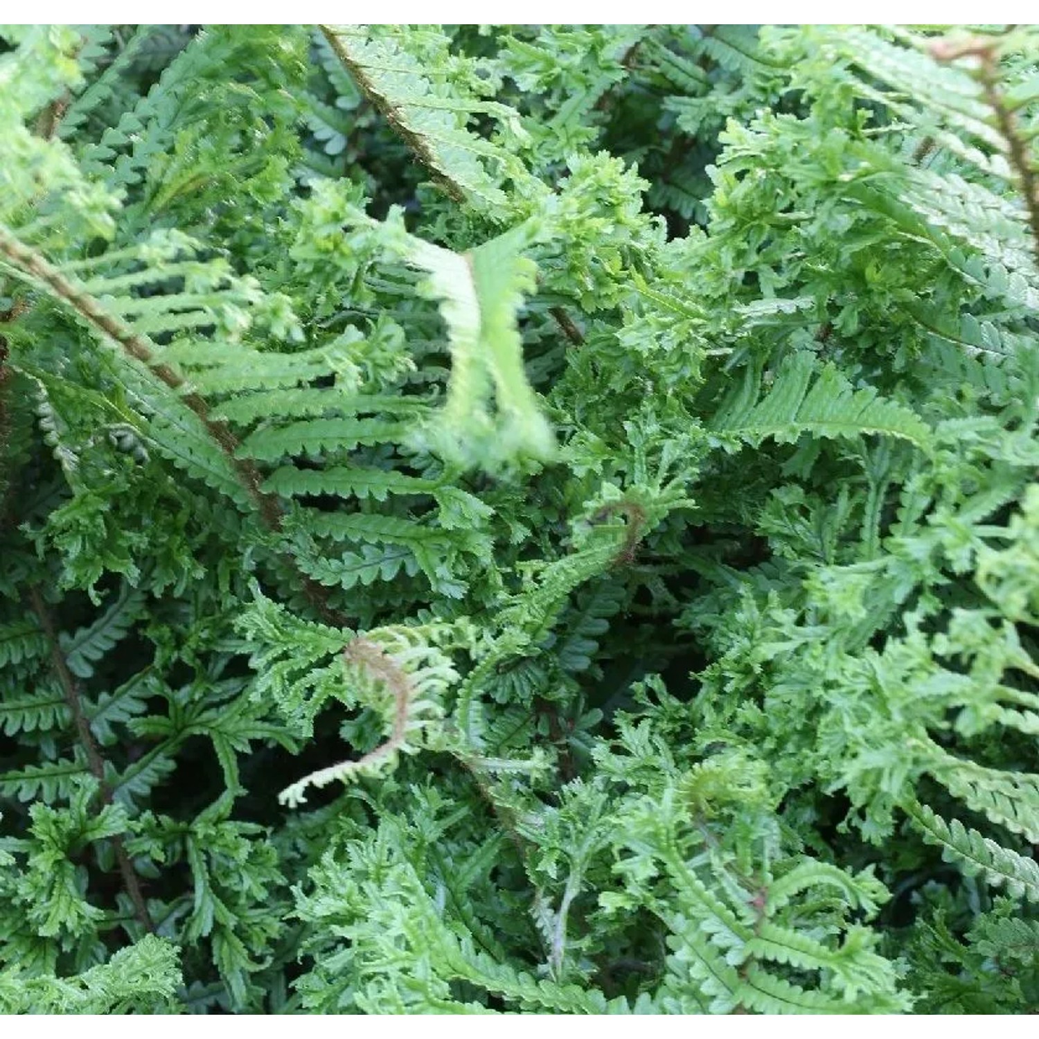 Krauser Wurmfarn Crispa Cristata - Dryopteris affinis