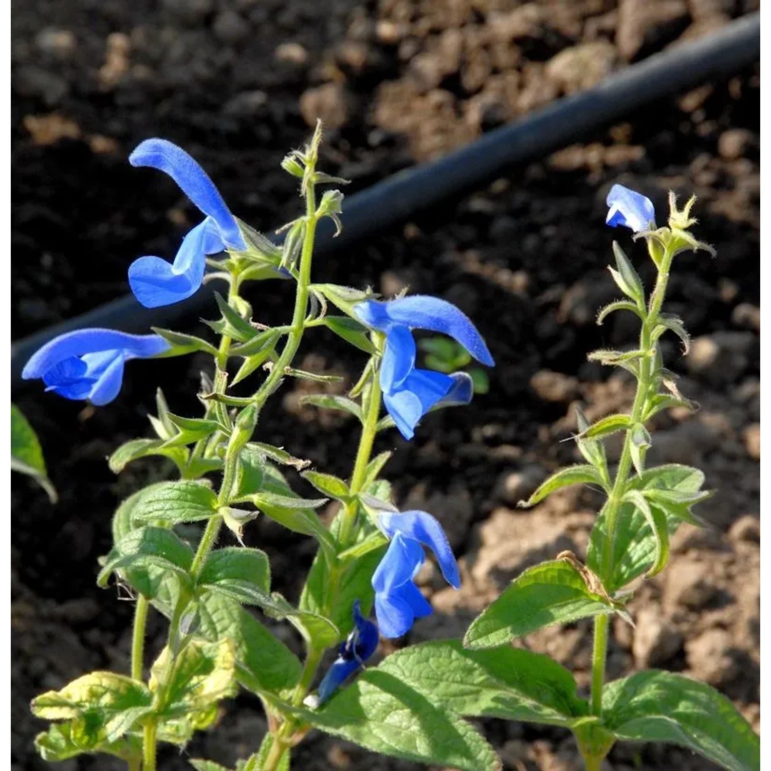 Thumbnail - Ziersalbei Sensation Sky Blue - Salvia nemorosa