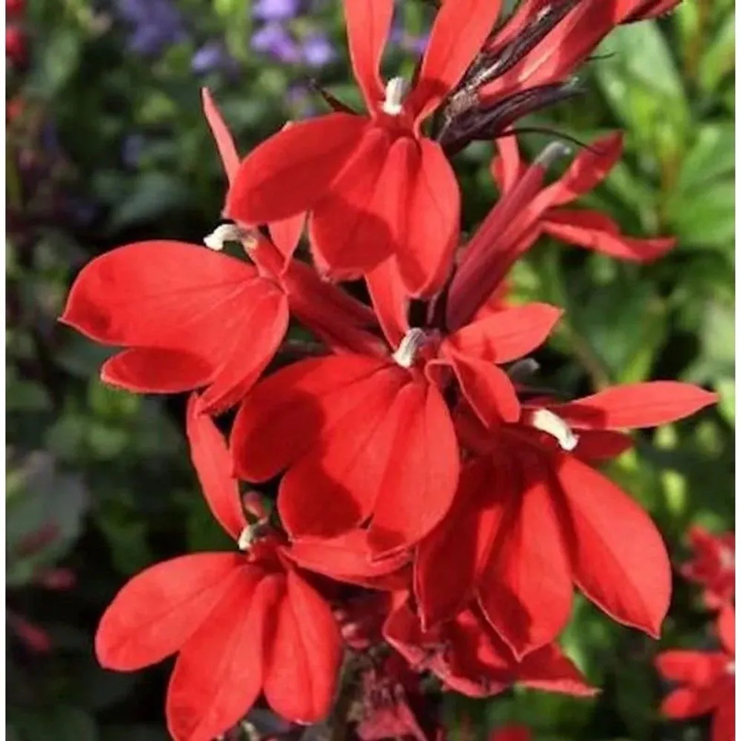 Prachtlobelie Scarlet - Lobelia speciosa Scarlet