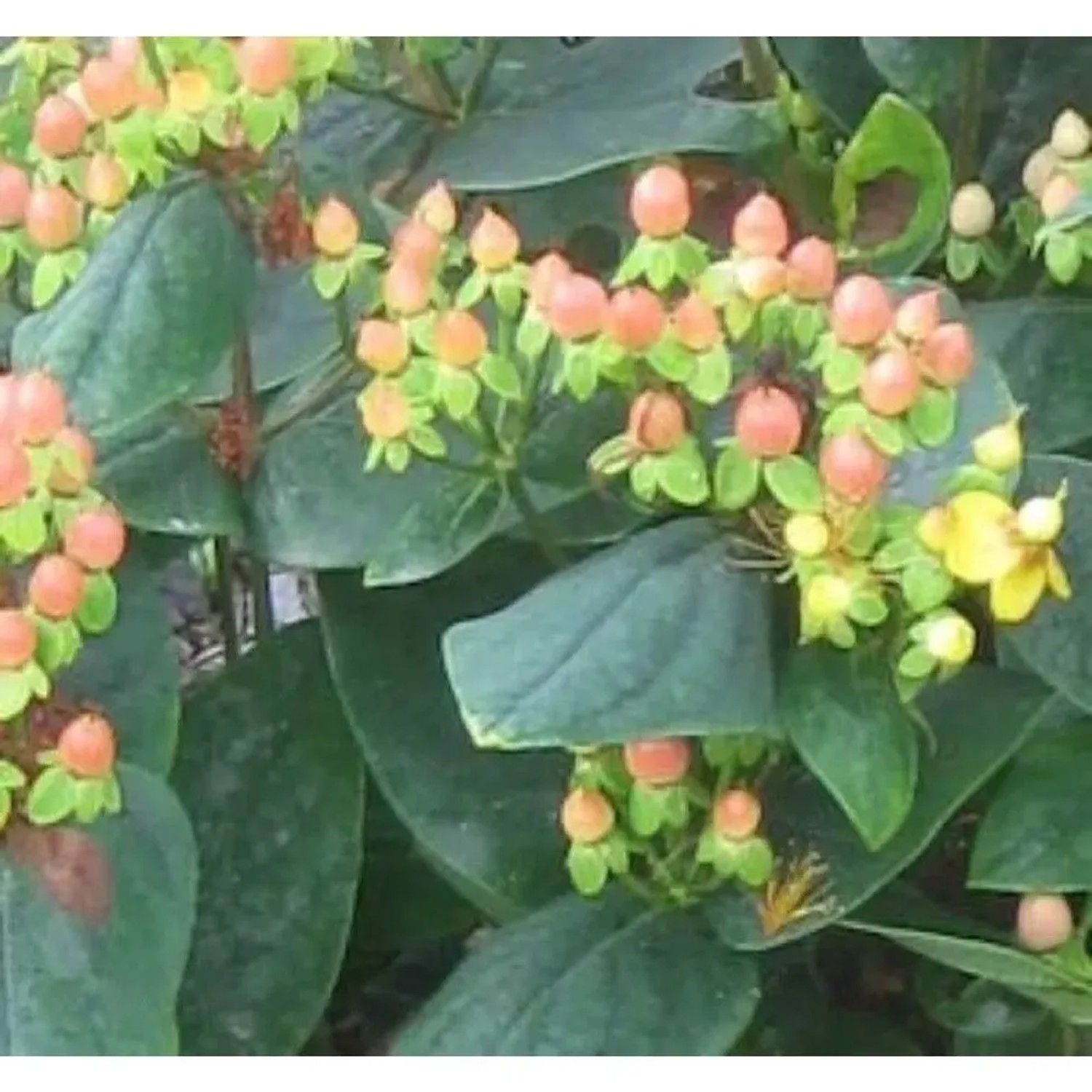 Johanniskraut Magical Beauty 30-40cm - Hypericum