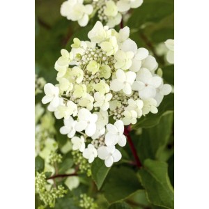 Nahaufnahme der weißen Blüten der Rispenhortensie Vanille-Fraise. Blühende Zimmerpflanze für Beet und Kübel.