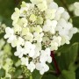 Nahaufnahme der weißen Blüten der Rispenhortensie Vanille-Fraise. Blühende Zimmerpflanze für Beet und Kübel.