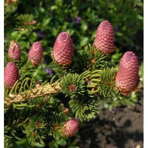 Zapfenfichte Lucky Strike (Picea pungens) mit lilaroten Zapfen, Nahaufnahme.