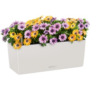 Lechuza Balconera Color 50, lichtgrauer Blumenkasten mit bunten Margeriten.