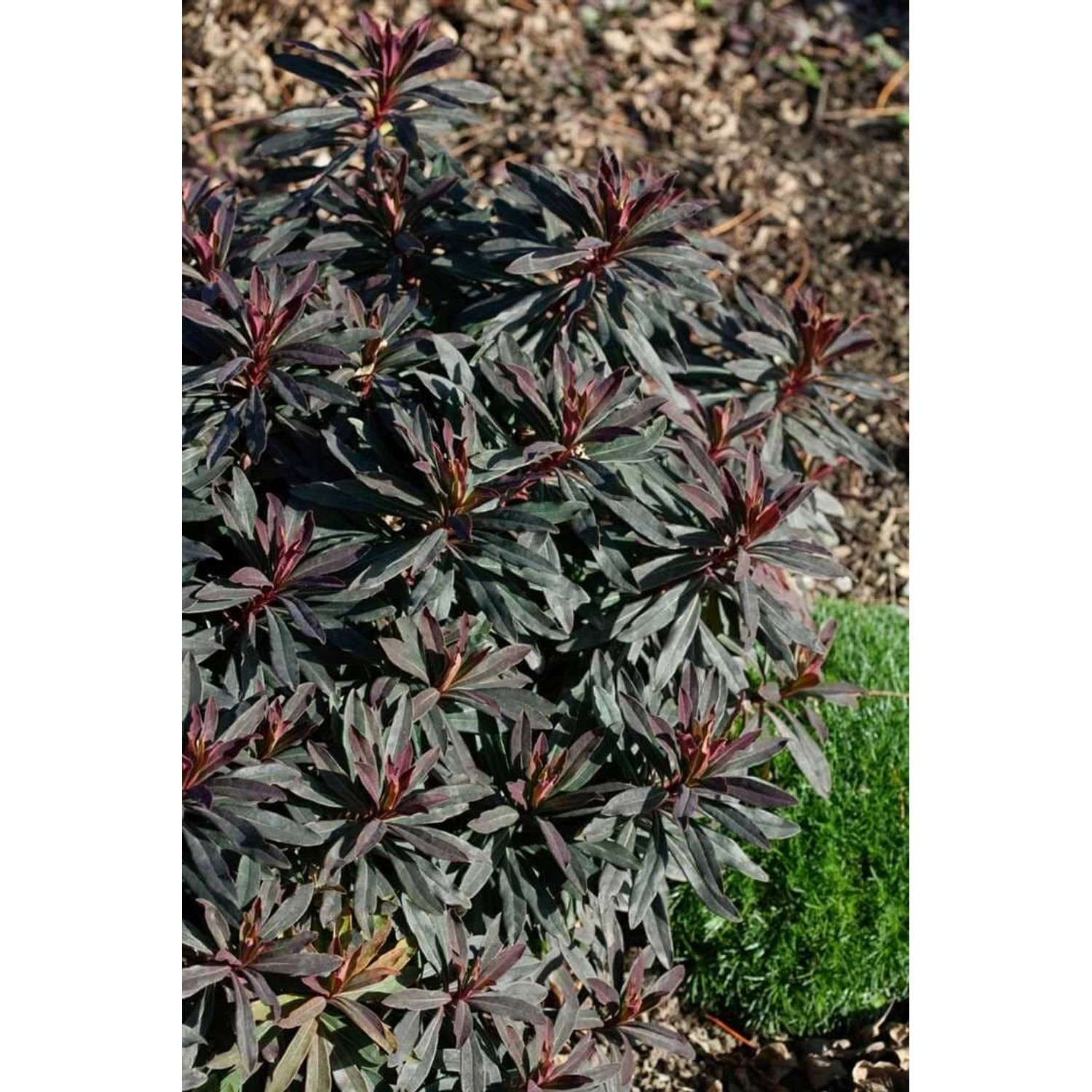 Euphorbia Dulcis Chameleon Süße Wolfsmilch Ca. 9x9 cm Topf günstig online kaufen