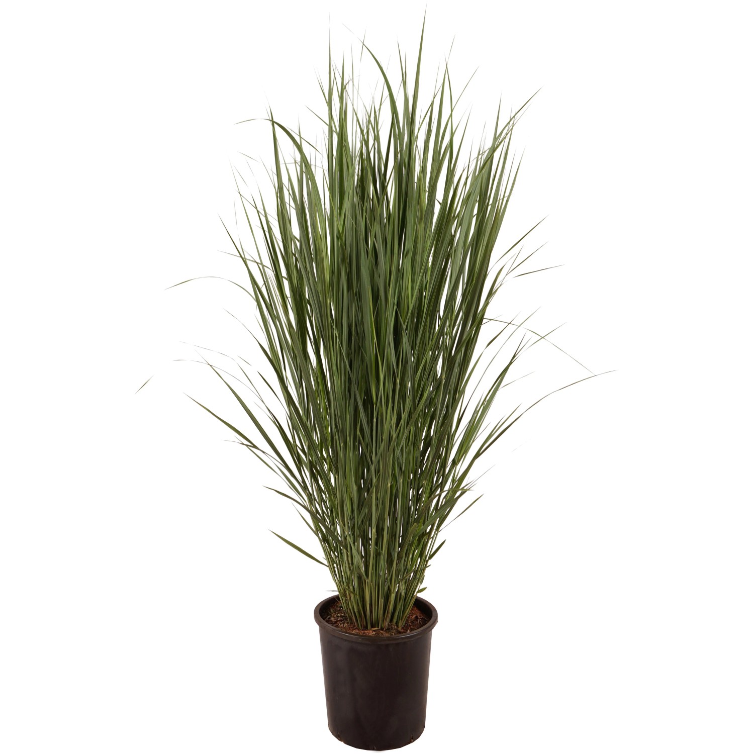 Rutenhirse "Northwind" Höhe ca. 60 cm Topf ca. 18 l Panicum virgatum