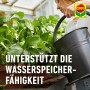 Frau gießt Beerenpflanzen mit Compo Bio Beeren Langzeit-Dünger für gesunde Pflanzen.